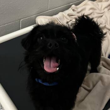 Brussels Griffon and Mixed Breed Dogs Available for Adoption in Fort Wayne, Indiana - Brussel Sprout | PetCurious
