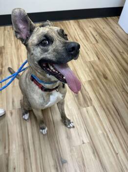 Landon -  Mixed Breed Dog for Adoption in Raleigh, North Carolina - Landon | PetCurious