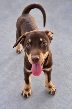 Dino -  German Shepherd Dog and Husky Dog for Adoption in Lucas, Texas - Dino | PetCurious