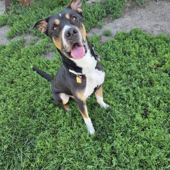 Cooler -  Mixed Breed Dog for Adoption in Brookings, South Dakota - Cooler | PetCurious