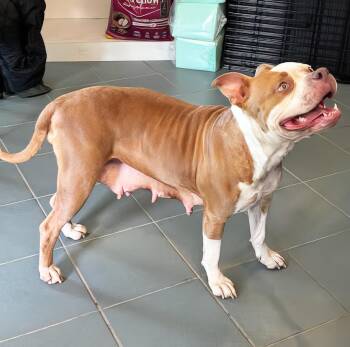Midge -  Mixed Breed Dog for Adoption in Nashville, Tennessee - Midge | PetCurious