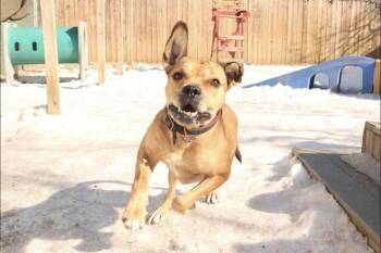 Jimmy -  Boxer and American Bulldog Dog for Adoption in New York, New York - Jimmy | PetCurious