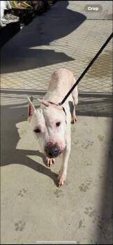 Rescue Mixed Breed Dogs for Adoption in Warren, Ohio - Alice | PetCurious