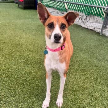 Yta -  Mixed Breed and Labrador Retriever Dog for Adoption in San Diego, California - Yta | PetCurious