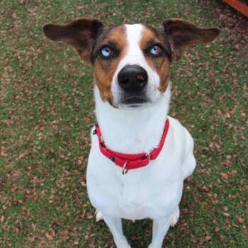 Rescue Catahoula Leopard Dog and Mixed Breed Dogs for Adoption in Dallas, Texas - Maya | PetCurious