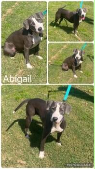 Abigail -  Labrador Retriever and Pit Bull Terrier Dog for Adoption in Enterprise, Alabama - Abigail | PetCurious