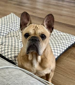 French Bulldog Dogs Available for Adoption in Houston, Texas - Sugar | PetCurious