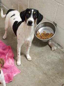 Terrier Dogs Available for Adoption in Seymour, Indiana - POLLYANNA **ONLY 15 To 20 LBS** | PetCurious