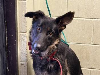 BAILEE -  German Shepherd Dog Dog for Adoption in Tulsa, Oklahoma - BAILEE | PetCurious