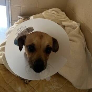 Rescue Chihuahua Dogs for Adoption in Buellton, California - Sophie | PetCurious