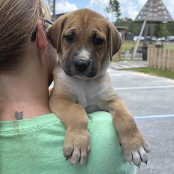 Newton -  Mixed Breed Dog for Adoption in Freeport, Florida - Newton | PetCurious