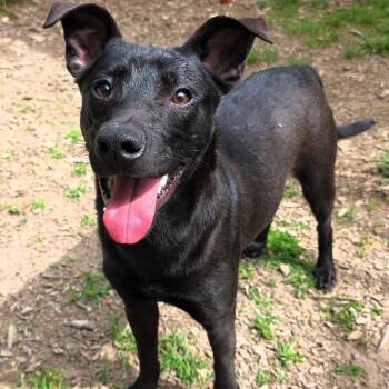 Alfalfa -  Black Labrador Retriever Dog for Adoption in Michigan City, Indiana - Alfalfa | PetCurious