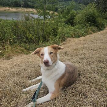 Leonard -  Mcnab and Collie Dog for Adoption in Junction City, Oregon - Leonard | PetCurious