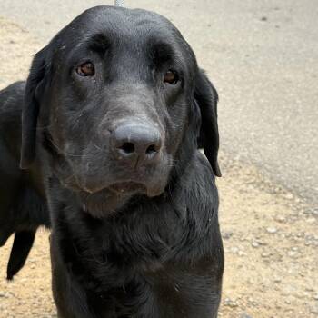 Black Labrador Retriever Dogs Available for Adoption - Costa | PetCurious