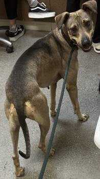 Rescue Hound and Mixed Breed Dogs for Adoption in Honolulu, Hawaii - 58836136 | PetCurious