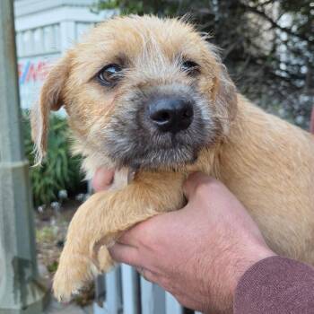 Brunson -  Terrier Dog for Adoption in Pacifica, California - Brunson | PetCurious