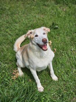 Labrador Retriever and German Shepherd Dog Dogs Available for Adoption in Houston, Texas - THEODORE | PetCurious