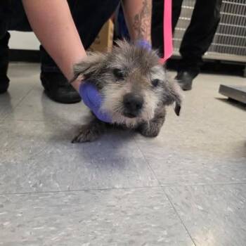 Schnauzer and Poodle Dogs Available for Adoption in Bastrop, Texas - Steven 26-05-113 | PetCurious