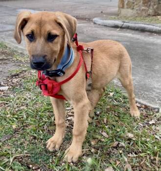 Black Mouth Cur and Mixed Breed Dogs Available for Adoption - Scooby Doo | PetCurious