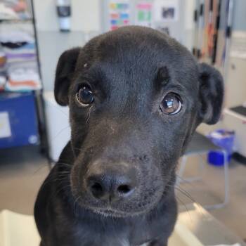 Rescue Mixed Breed Dogs for Adoption in Las Cruces, New Mexico - 99185 | PetCurious