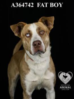 Rescue Siberian Husky and Mixed Breed Dogs for Adoption in Stockton, California - FAT BOY | PetCurious