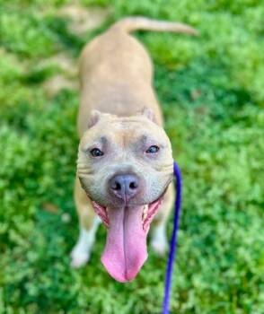 Pit Bull Terrier Dogs Available for Adoption in Charlotte, North Carolina - PRINCESS DAISY | PetCurious