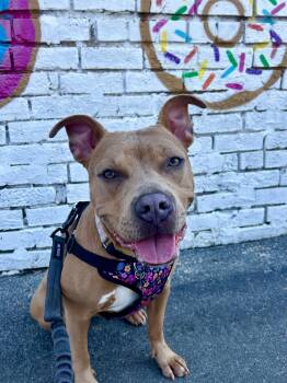 Pit Bull Terrier and Mixed Breed Dogs Available for Adoption in Chester, South Carolina - Audrey | PetCurious