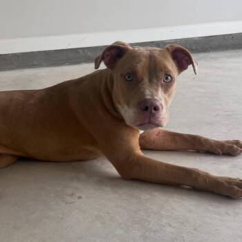 SD Stella pending -  Pit Bull Terrier and Labrador Retriever Dog for Adoption in Peachtree City, Georgia - SD Stella Pending | PetCurious