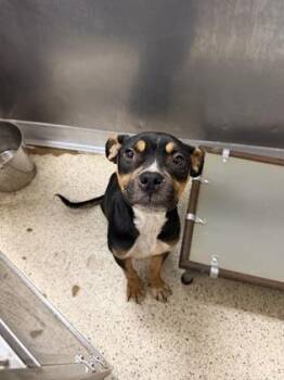 Remington -  Mixed Breed Dog for Adoption in Morristown, New Jersey - Remington | PetCurious