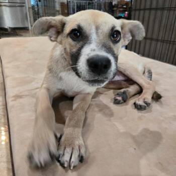 Rescue Black Mouth Cur and Mixed Breed Dogs for Adoption in New Orleans, Louisiana - Bowen | PetCurious