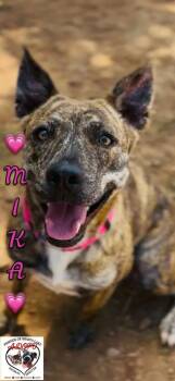 Mika -  Terrier Dog for Adoption in Shasta Lake, California - Mika | PetCurious