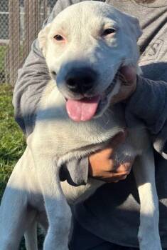 Rescue Labrador Retriever and Mixed Breed Dogs for Adoption in Brunswick, Georgia - ROLY | PetCurious