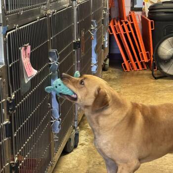 Jack -  Yellow Labrador Retriever and Labrador Retriever Dog for Adoption in Mobile, Alabama - Jack | PetCurious