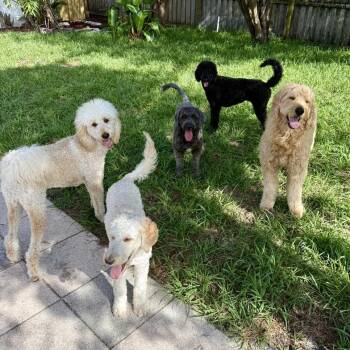 Standard Poodle and Labrador Retriever Dogs Available for Adoption in Lakewood Ranch, Florida - Tillie | PetCurious