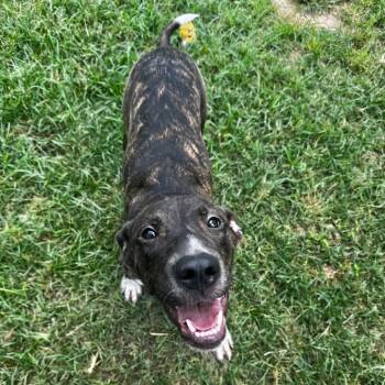 Sangria -  Mixed Breed Dog for Adoption in Brownsboro, Alabama - Sangria | PetCurious