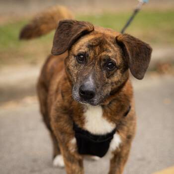 Bayley -  Cardigan Welsh Corgi and Mixed Breed Dog for Adoption in Evansville, Indiana - Bayley | PetCurious