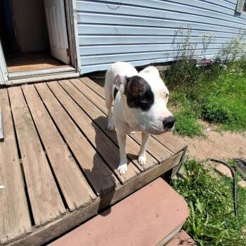 Iris -  Pit Bull Terrier Dog for Adoption in Richland, Michigan - Iris | PetCurious
