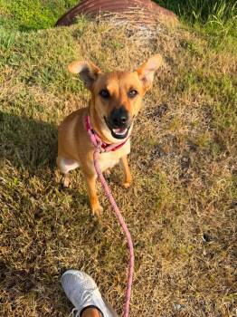 Pretzel - sweet shy girl -  Mountain Cur and Terrier Dog for Adoption in Ocean Township, New Jersey - Pretzel - Sweet Shy Girl | PetCurious