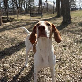Hound Dogs Available for Adoption in Manhattan, Kansas - Caspian | PetCurious