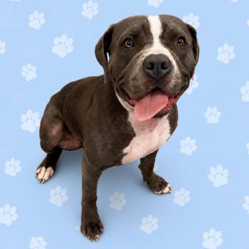 Mixed Breed Dogs Available for Adoption in Memphis, Tennessee - BLUE STAR | PetCurious