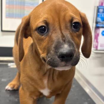 Ribbon (PNK) -  Catahoula Leopard Dog and Mixed Breed Dog for Adoption in League City, Texas - Ribbon (PNK) | PetCurious