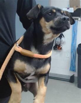JAX -  Rat Terrier and Chihuahua Dog for Adoption in Salinas, California - JAX | PetCurious