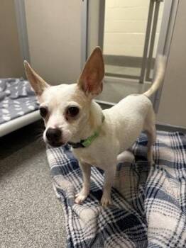 Squash -  Chihuahua and Mixed Breed Dog for Adoption in Bellevue, Washington - Squash | PetCurious