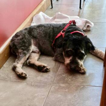 Beau -  Australian Shepherd and Poodle Dog for Adoption in Hillsborough, North Carolina - Beau | PetCurious