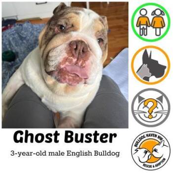 English Bulldog Dogs Available for Adoption in Bonney Lake, Washington - GHOST BUSTER | PetCurious