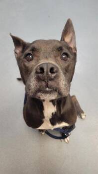 Rescue Pit Bull Terrier Dogs for Adoption in Indianapolis, Indiana - ZEUS BARTOK | PetCurious