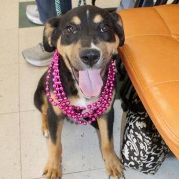 Hound Dogs Available for Adoption in Birmingham, Alabama - Kat | PetCurious