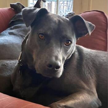 Raven Blum -  Labrador Retriever Dog for Adoption in Roswell, Georgia - Raven Blum | PetCurious
