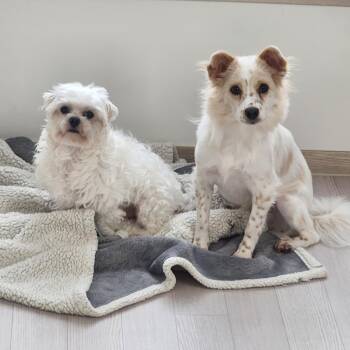 Bonded Pair - Louis and Sarang -  Maltese Dog for Adoption in Danvers, Massachusetts - Bonded Pair - Louis And Sarang | PetCurious
