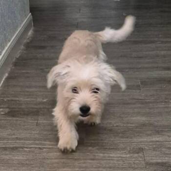 Buckwheat PF -  Wirehaired Terrier Dog for Adoption in Austin, Texas - Buckwheat PF | PetCurious